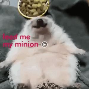 Meet your Posher, Robert